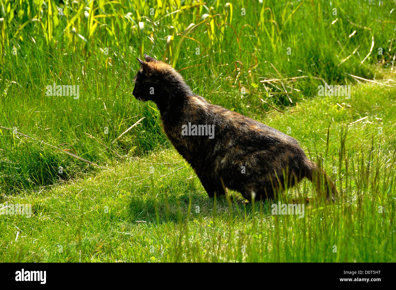 Katze zu springen auf eine Feldmaus in einem Garten. Stockfoto