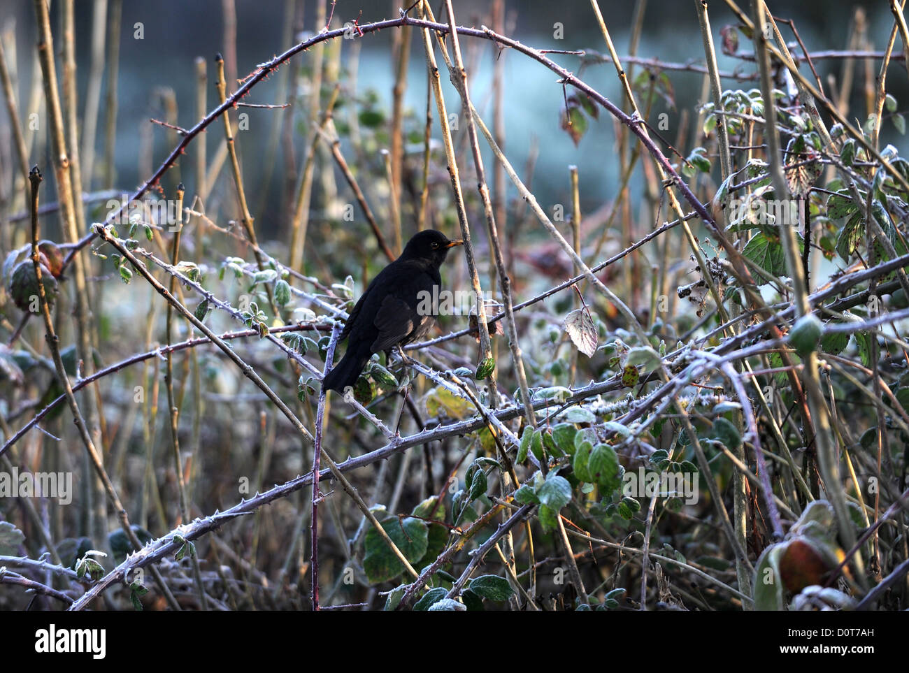 Blackbird thronte am kalten Wintermorgen auf einem frostigen Zweig in Arundel West Sussex UK Stockfoto