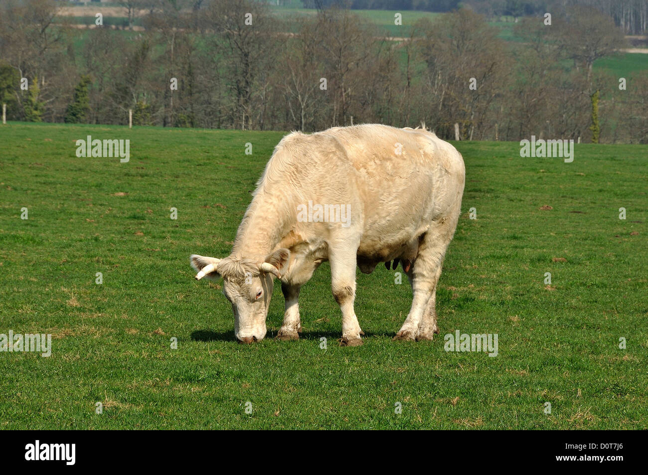 Junge Charolaise Kuh auf einer Wiese, im März, Norden Mayenne, Land der Loire, Frankreich. Stockfoto