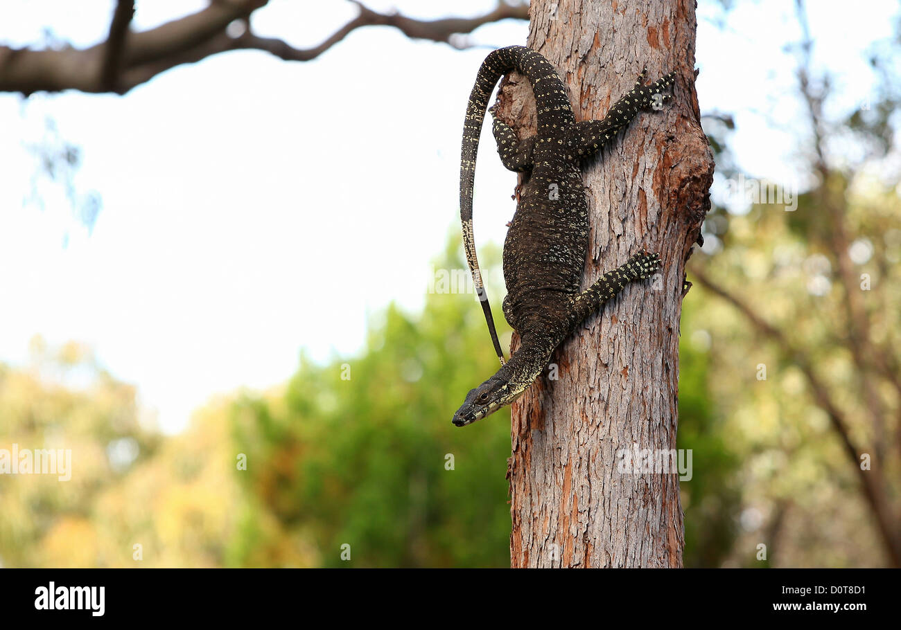 Leguan, Reptil, Baum, Fraser Island, Queensland, Australien, Kathedrale Strand, Natur, Tier, Baum Stockfoto