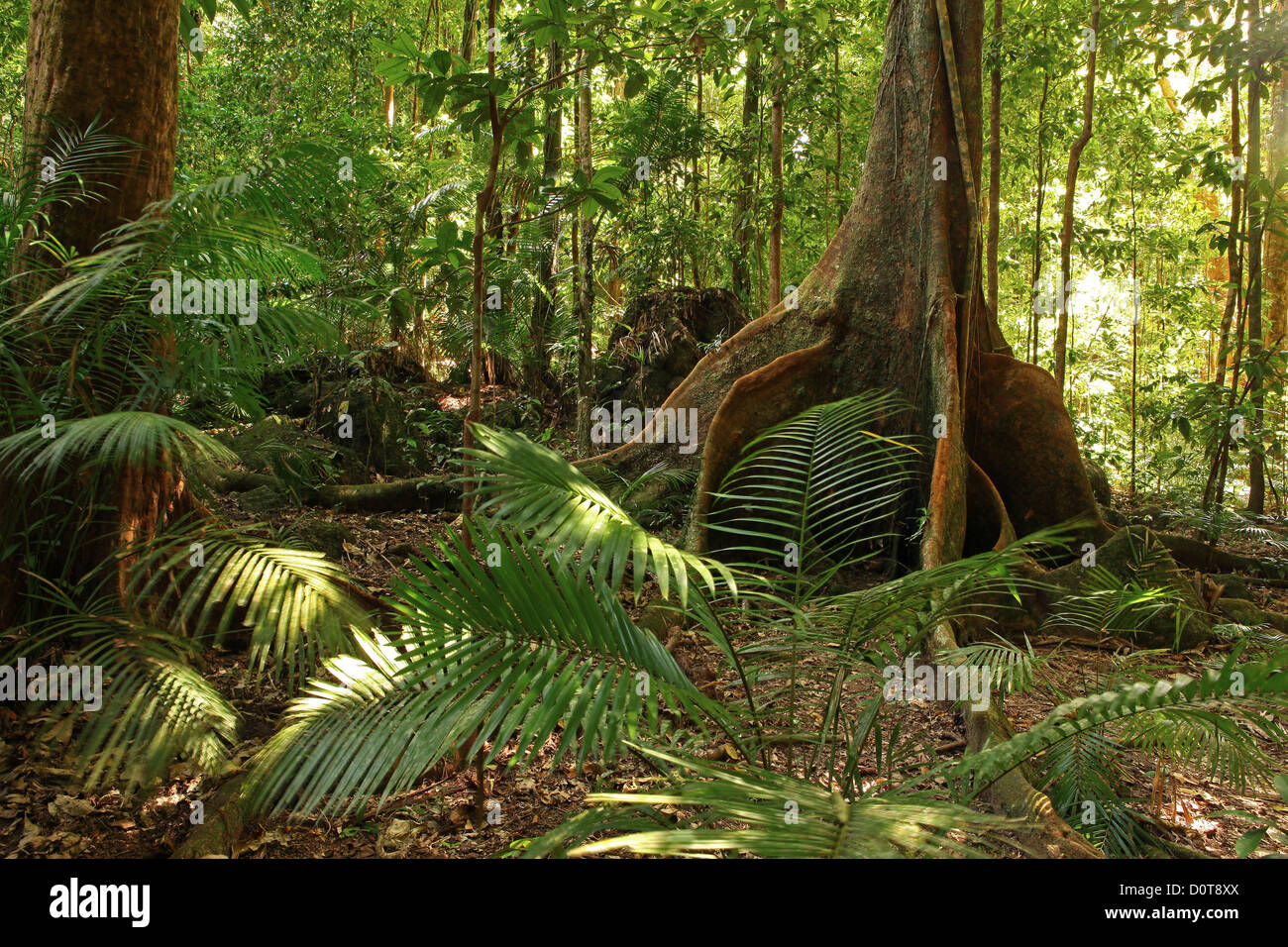 Mossman Gorge Schlucht Daintree Nationalpark Queensland Australien Urwaldes Regenwald Dschungel Holz Wald feucht Stockfoto