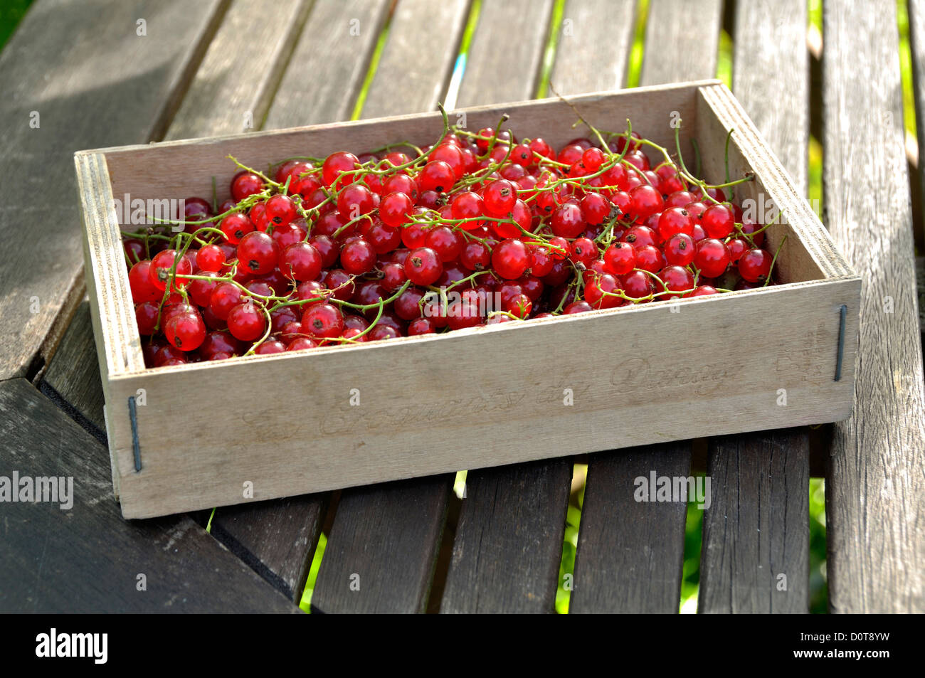 Rote Johannisbeere (Ribes Rubrum) Ernte im Juli. Stockfoto