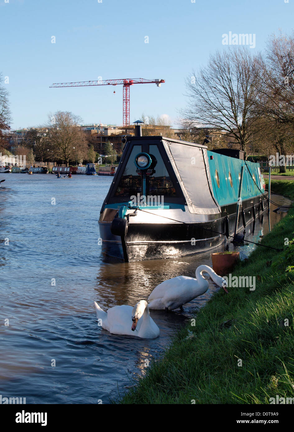 Kanalboot und Schwäne auf dem Fluss Cam, Cambridge, UK Stockfoto