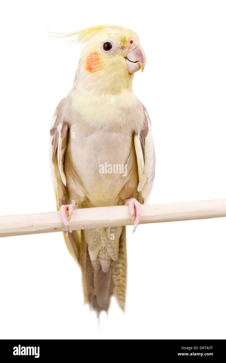 Schöne Papagei mit grau gelb Malerei Stockfoto