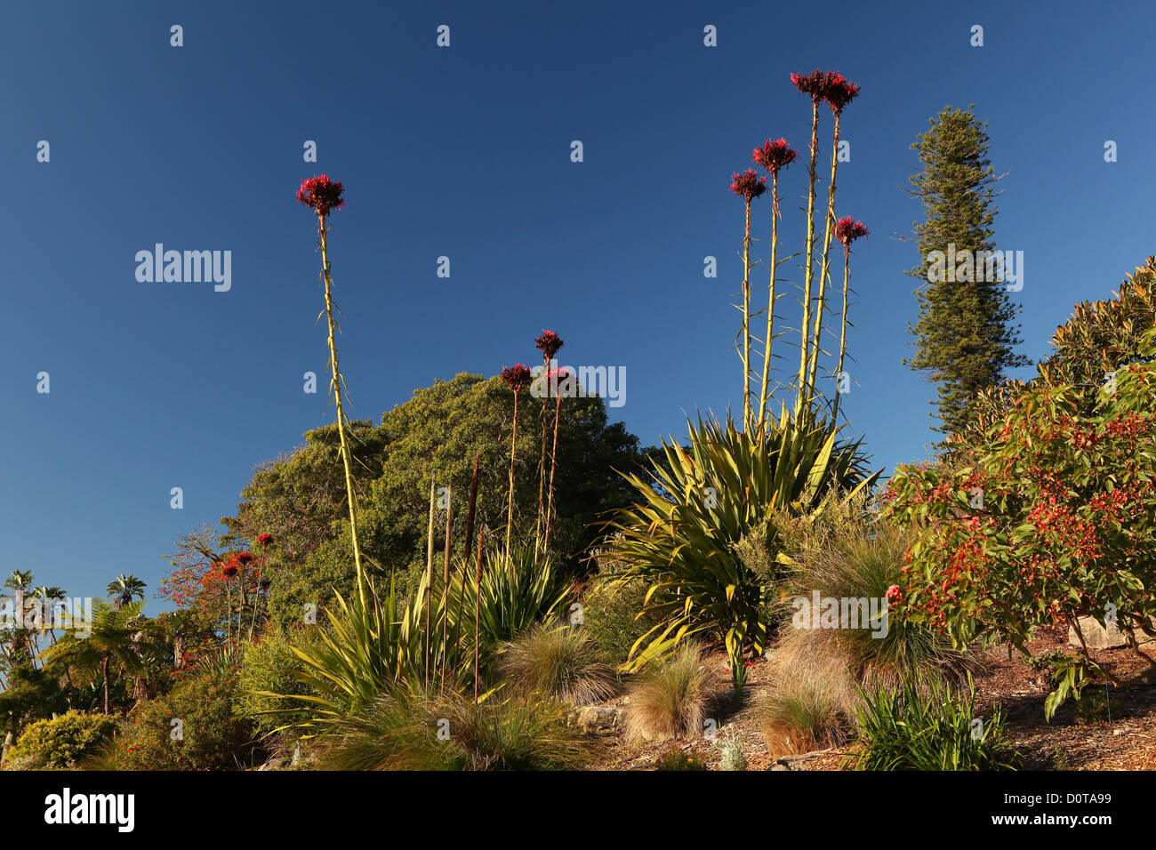 Königliche Botanische Gärten Botanischer Garten blauen Himmel Morgen Sonnenpflanzen markieren Ort von Interesse Wahrzeichen Sydney city Stockfoto