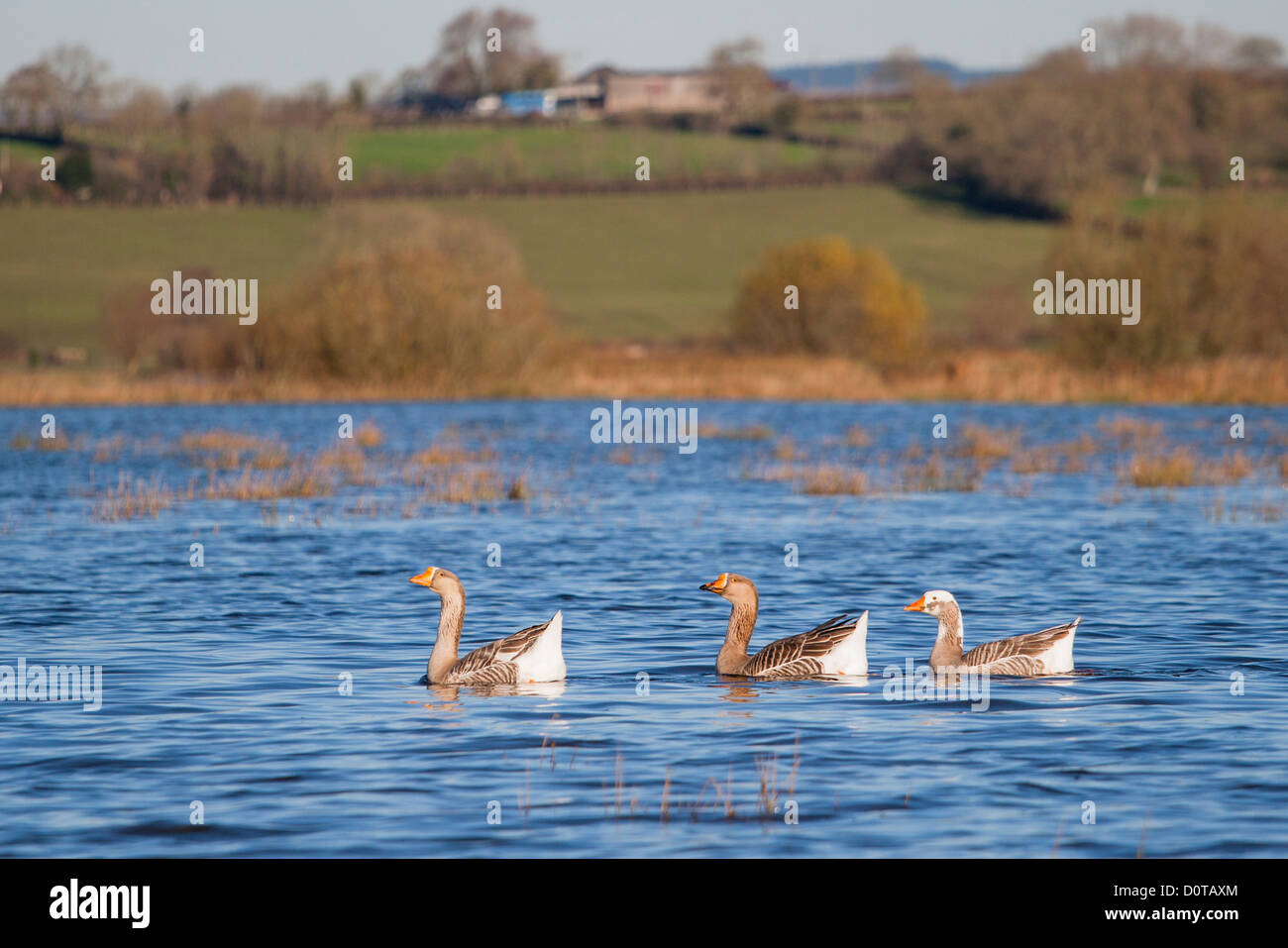 Gänse auf überfluteten Ackerland auf den Somerset Levels, 2012 Überschwemmungen Stockfoto