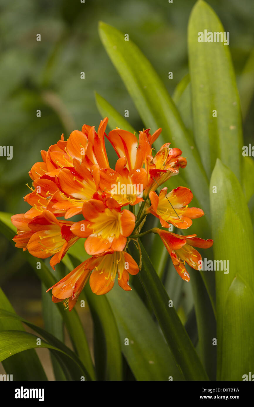 Madeira Portugal Clivia Blumen Stockfoto