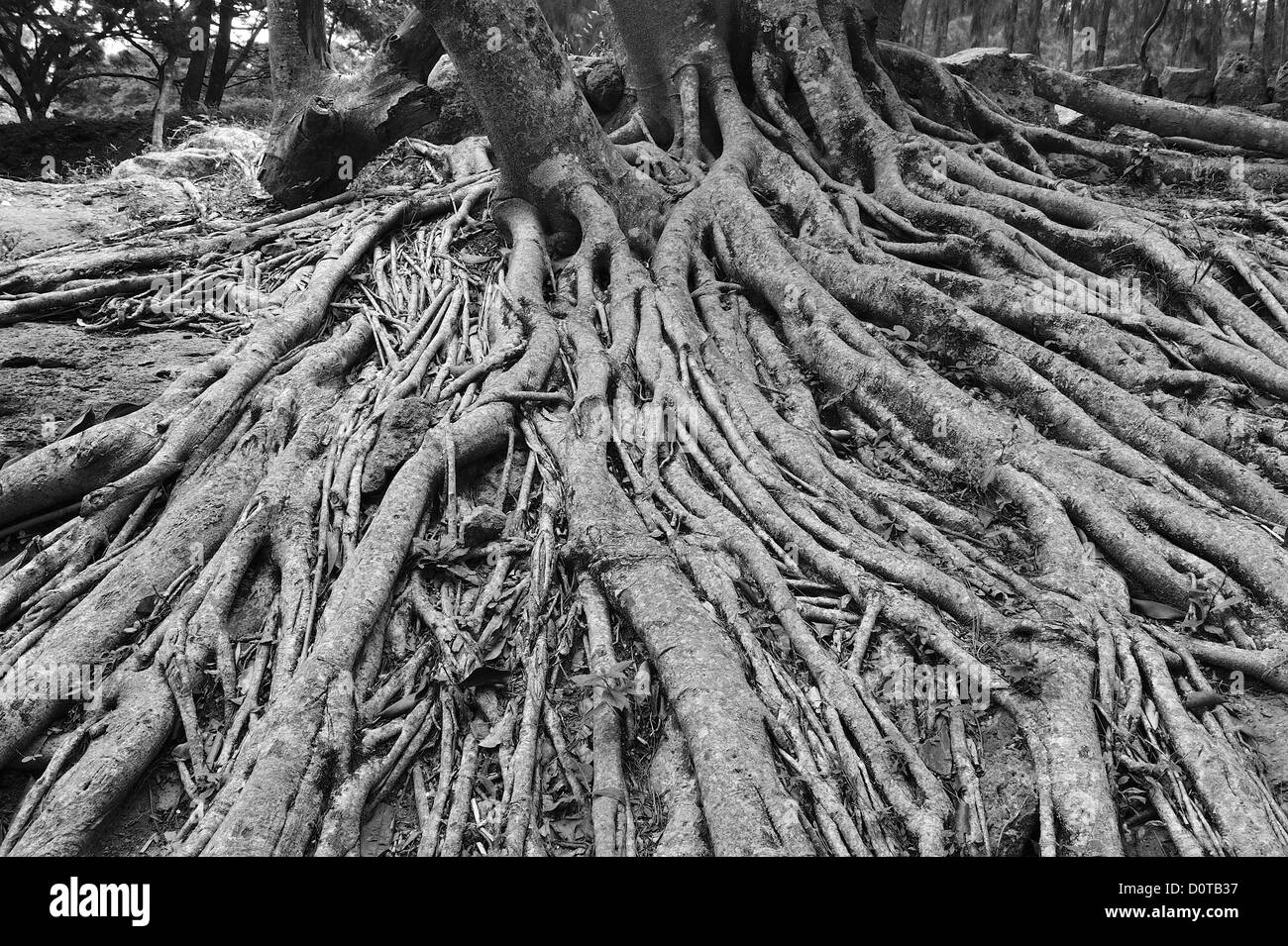 Baum, Wurzeln, Parque El Picacho, Stadtpark, Tegucigalpa, Hauptstadt, Stadt, Mittelamerika, Honduras, Natur Stockfoto