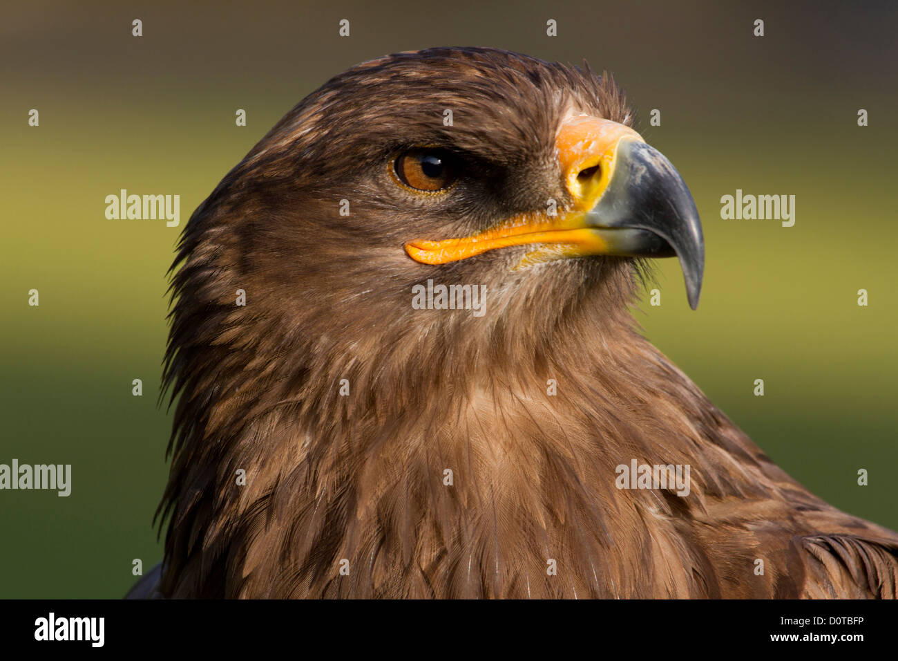 Steppenadler, Adler, Aquila Nipalensis, Porträt, Gefieder, Schnabel, Vogel, sehen, Blick, Federn, Haken Schnabel, Vogel Anblick, Adlerauge, sh Stockfoto