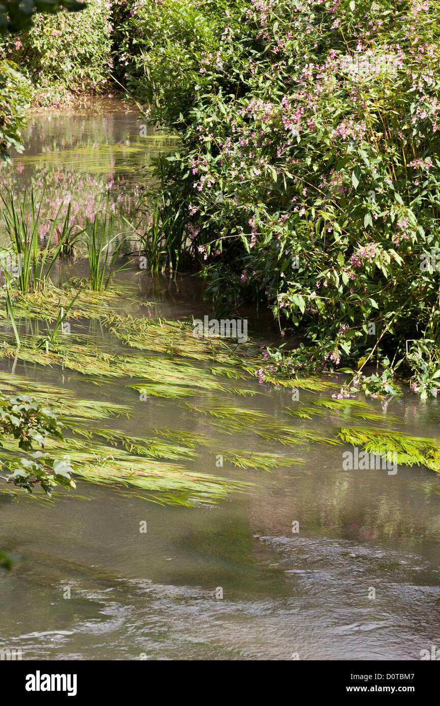 Fluss-Unkraut in kleinen langsam laufenden Fluss Rother Stockfoto