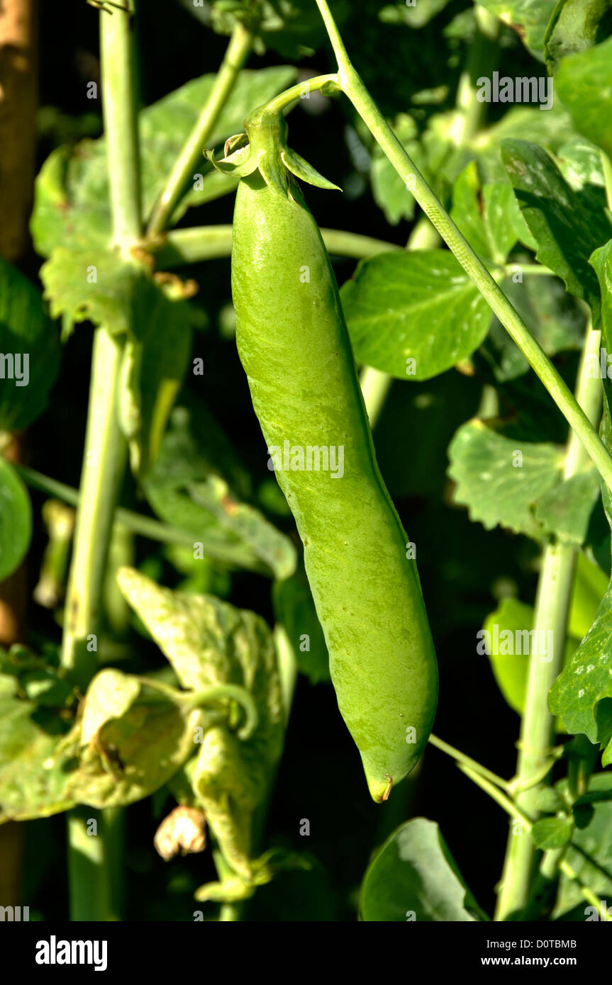 PEA Pod, verschiedene Telefon À Rames (Pisum Sativum), im Juni. "Potager de Suzanne", Mayenne, Pays De La Loire, Frankreich. Stockfoto