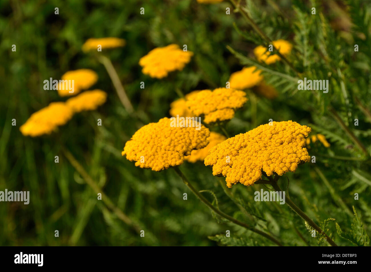 Gelbe Achillea "Altgold" oder Farn-Blätter gelb oder golden Schafgarbe (Achillea Filipendulina) in voller Blüte, im Juli. "Potager de Suzanne" Stockfoto