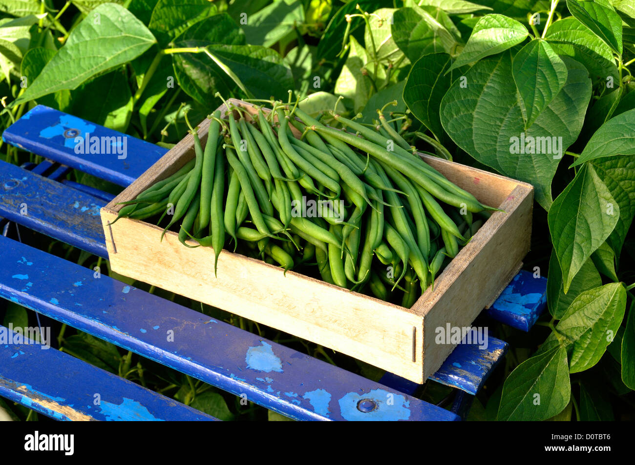 Frisch gepflückten grünen Bohnen auf dem Gartentisch, Zwerg Bohnen (Phaseolus Vulgaris). Stockfoto