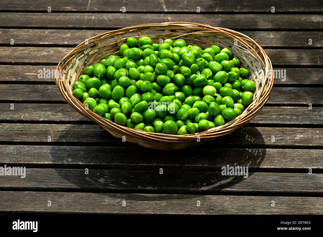 Ernte von frischen Erbsen (Pisum Sativum) der Gemüse Garten, Sorte: "Telefon À Rames", im Juli. Stockfoto