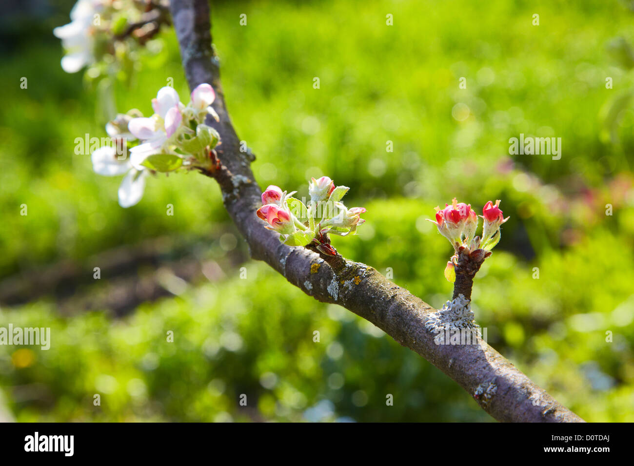 Apfelbaum feld Fotos und Bildmaterial in hoher Auflösung Alamy