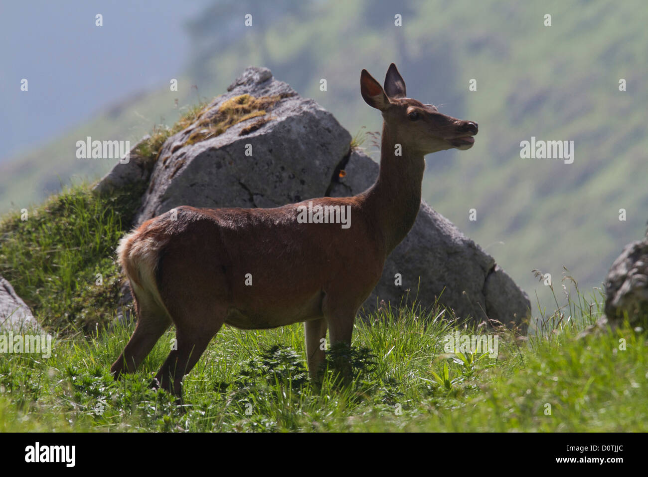 Graubünden, Graubünden, Schweiz, Tier, Hirsch, Cervus Elaphus, Spiel,  Klippe, Rasen, Reh, Hirsch Stockfotografie - Alamy