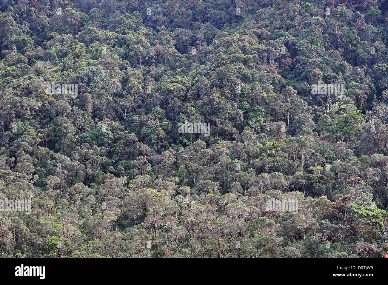 Nebelwald, Wald, Totoro, Inza, Navado de Huilo, Kolumbien, Südamerika Stockfoto