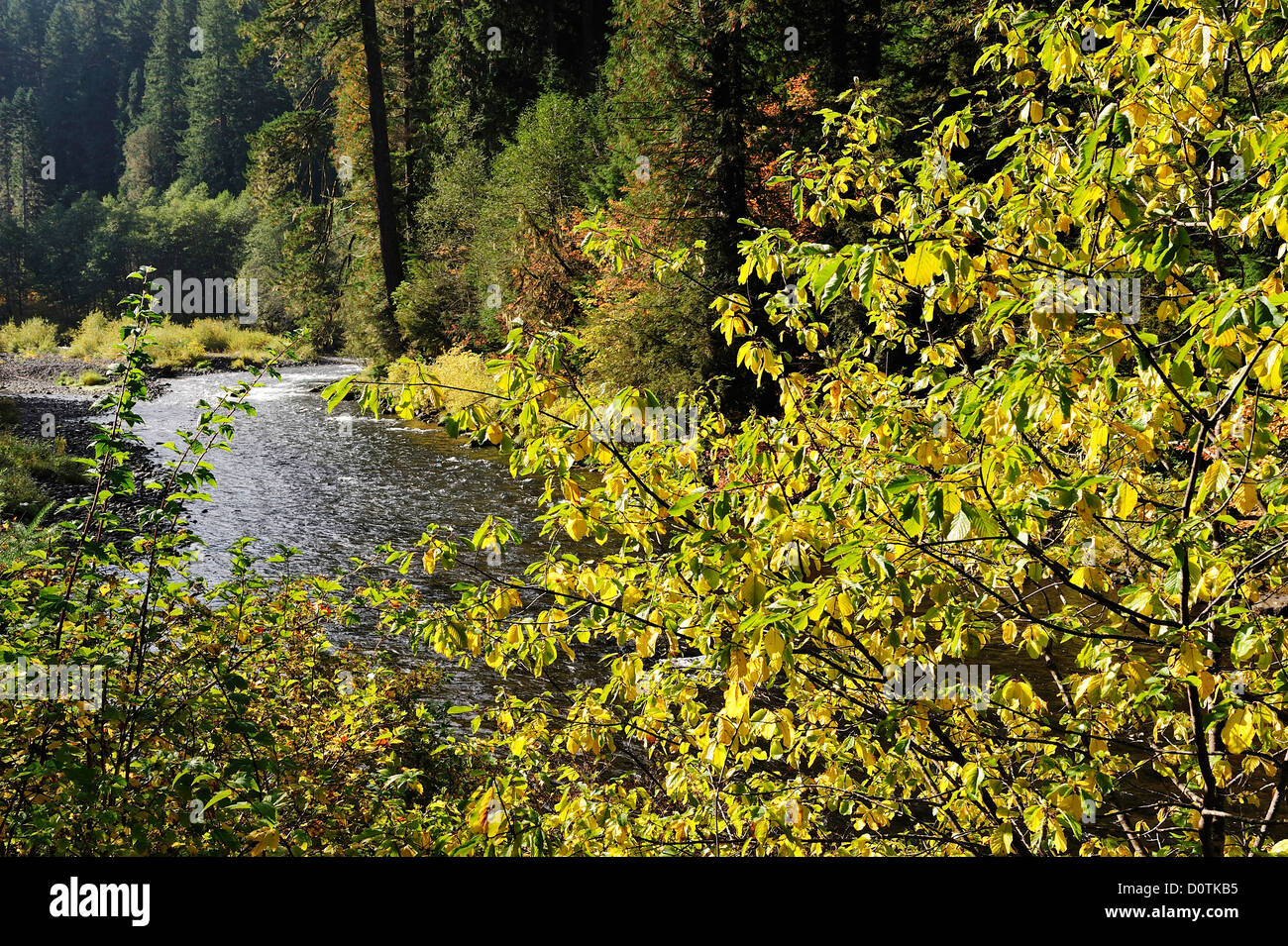 Laub, Nord Santiam, Fluss, Cascade Mountains, Oregon, USA, USA, Amerika, Nordamerika, Stockfoto