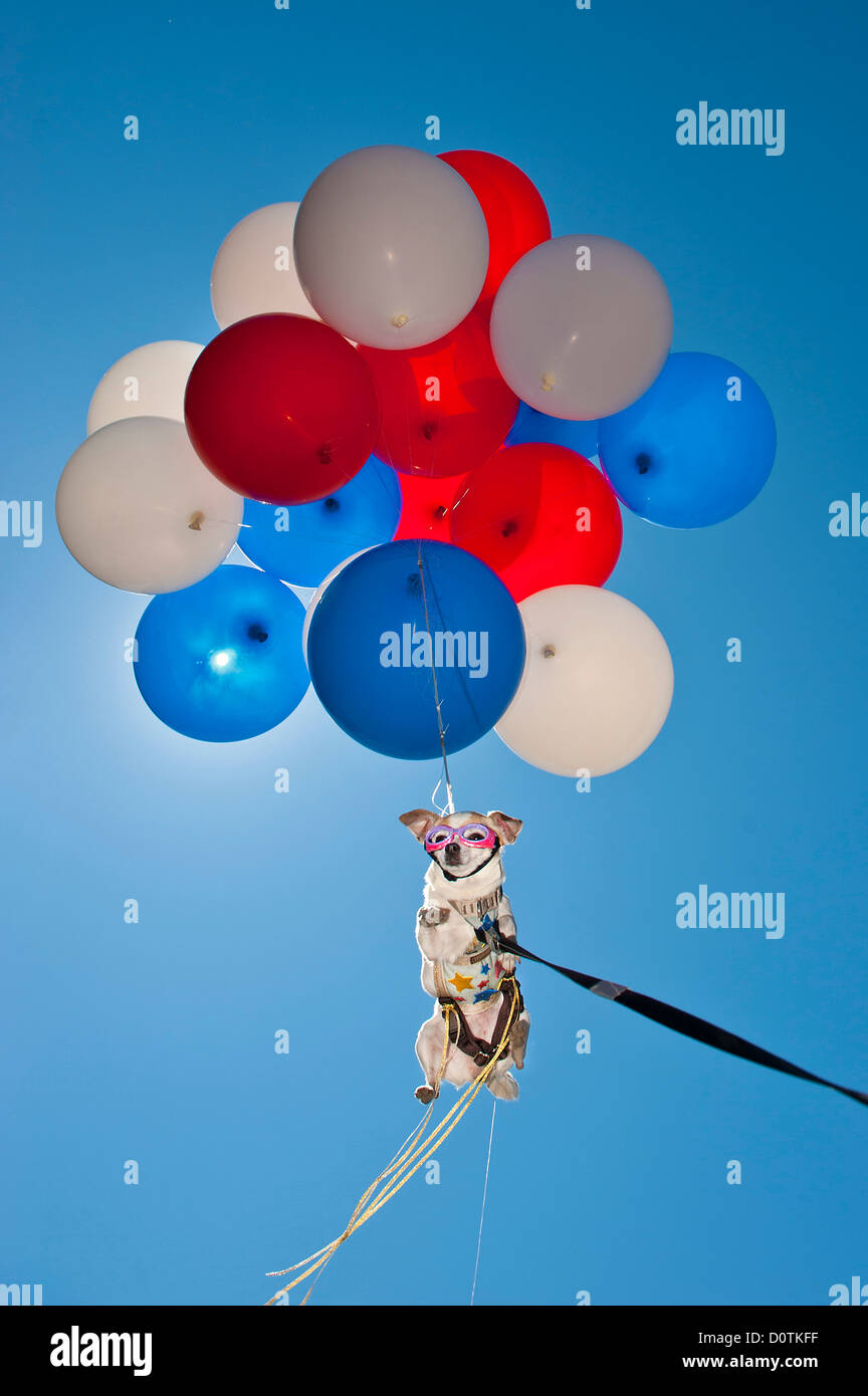 Fliegende Hund, Luftballons, rot, weiß, blau, Hund, Luft, fliegen, Humor, Spaß, pet Parade, Central Oregon, Oregon Stockfoto