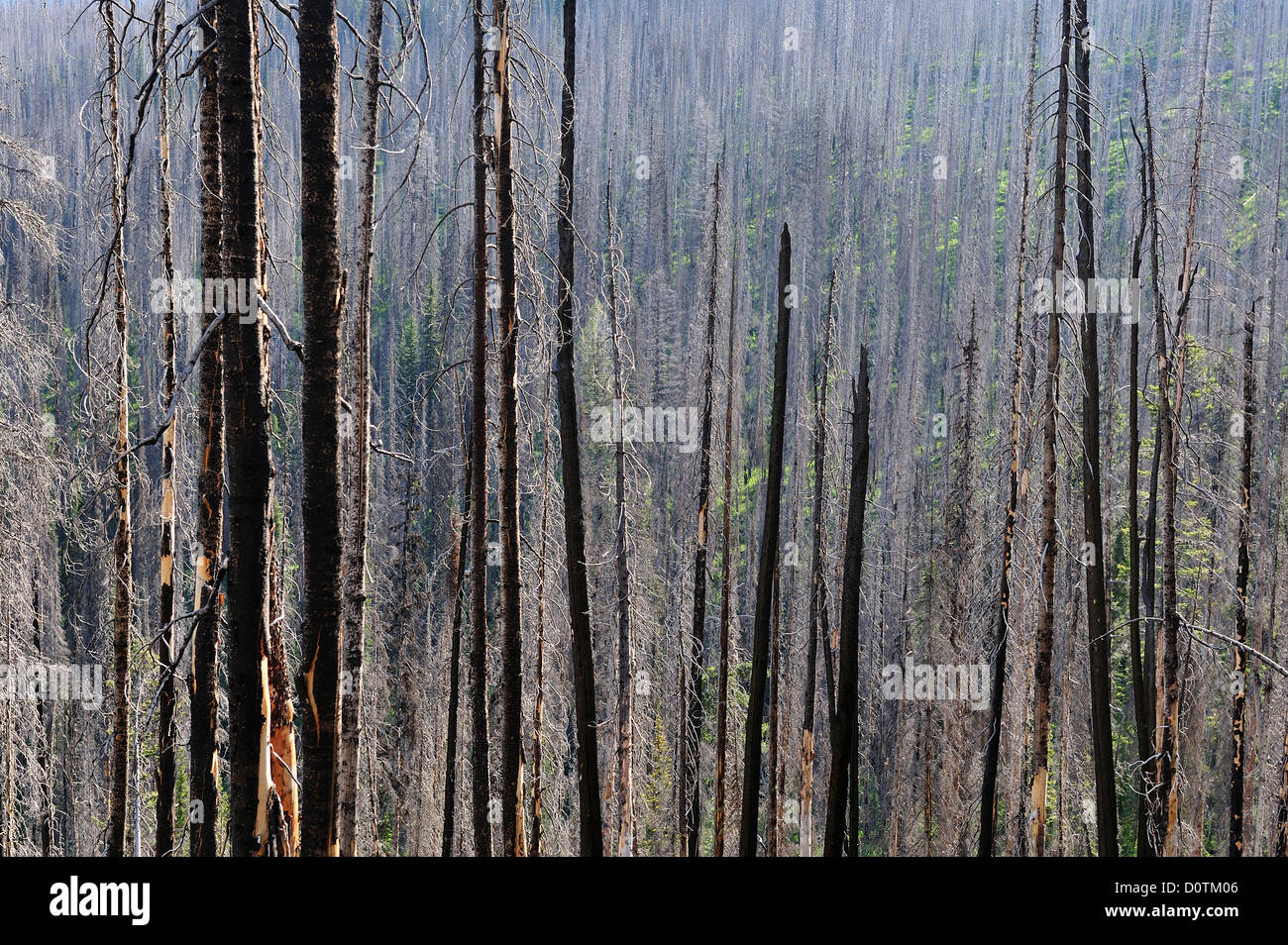Verbrannt, Wald, Wald, Holz, Nez Perce, Bäume, Trail, Idaho, USA, USA, Amerika, Nordamerika, Stockfoto