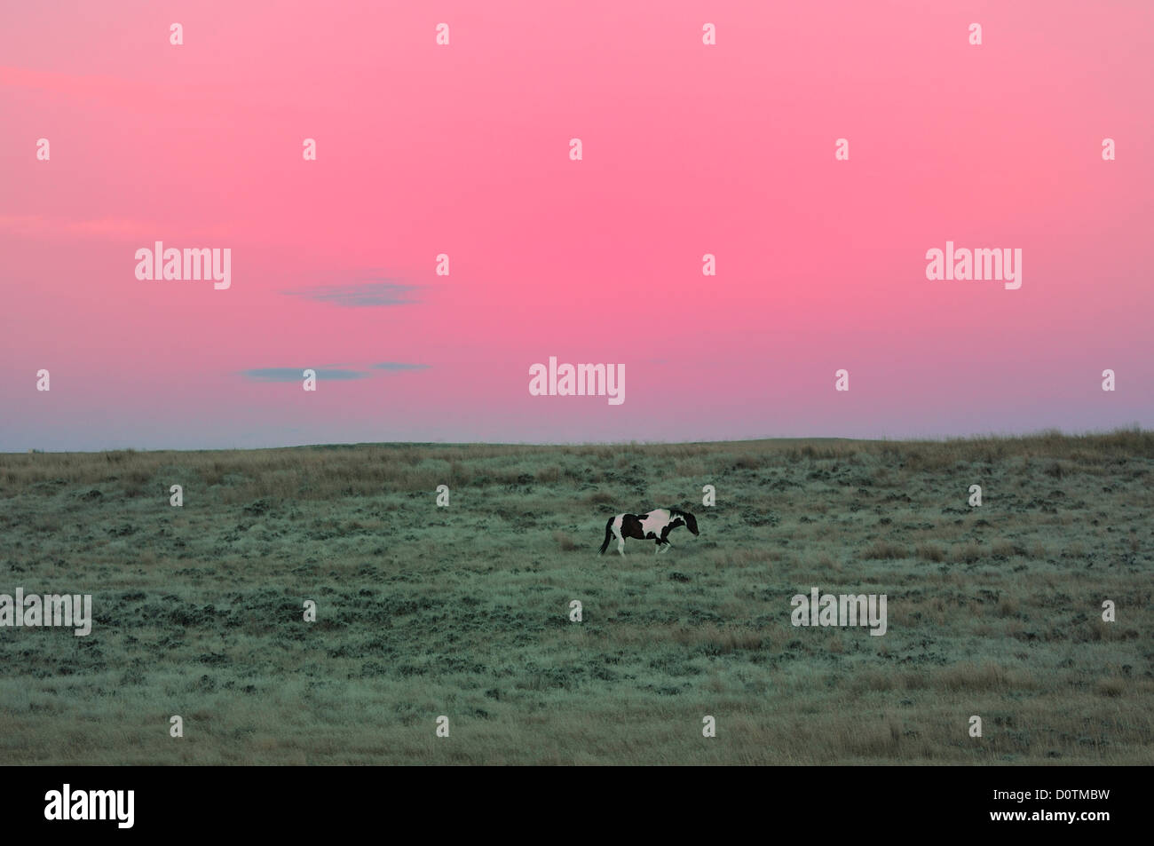 Stimmung, einsame, amerikanische, Westen, wild, Grünland, rosa, Himmel, grün, Pferd, Wyoming, USA, USA, Amerika, Nordamerika, Stockfoto
