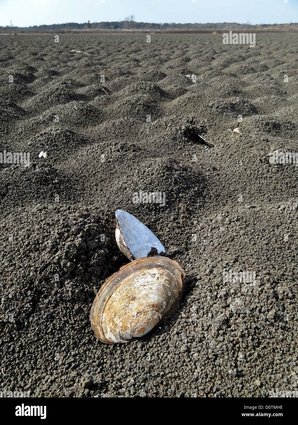 getrocknet Out, Dürre, trockene Bett, Süßwasser, Hagerman, National, Wildlife Refuge, See Boden, Lake Texoma, Sand, Muscheln, Muschel Stockfoto
