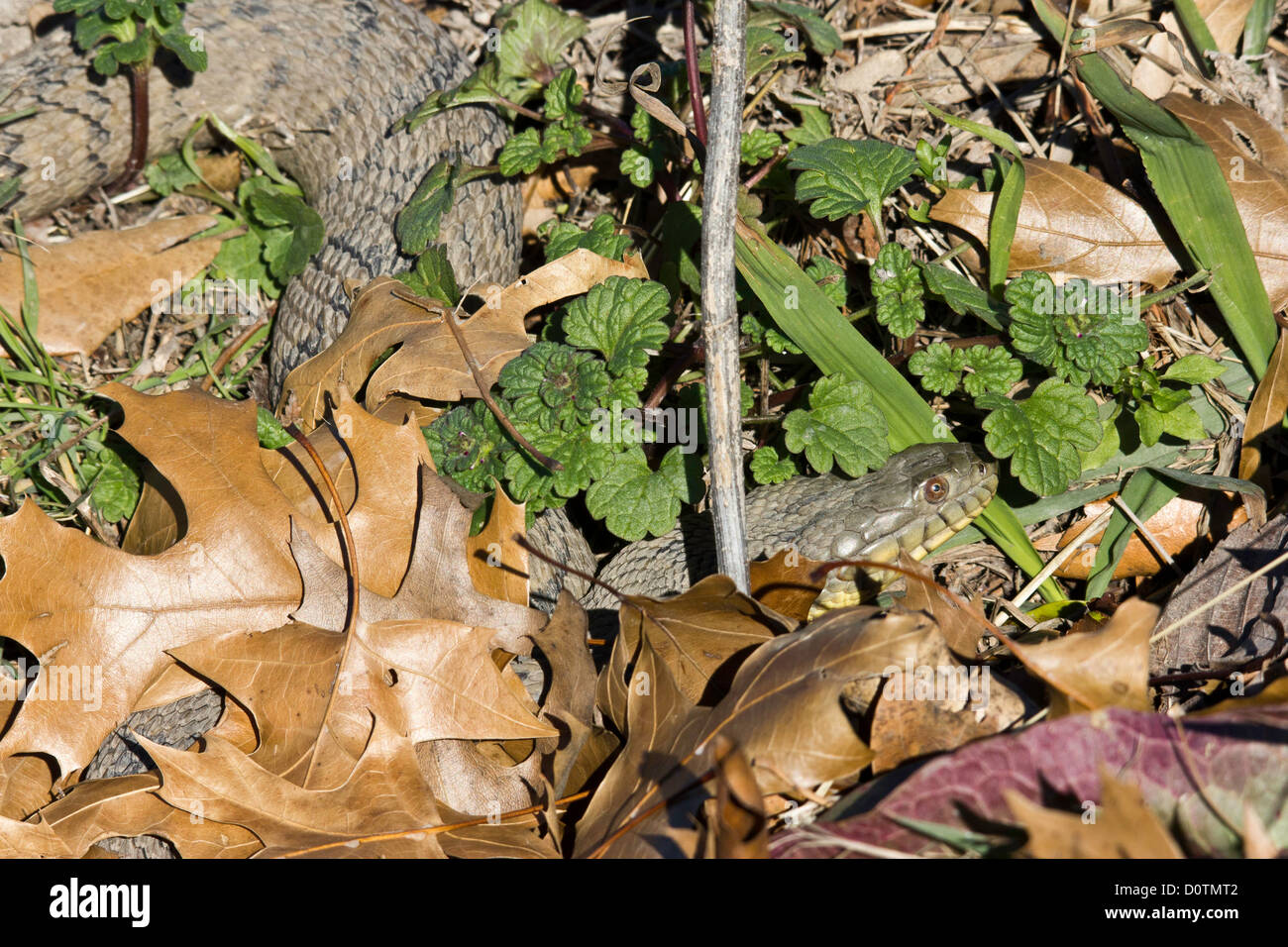 Wasser, Diamondback Watersnake, Duck Creek, harmlose Wasserschlange, schwere-bodied, Nerodia Rhombifer, nonvenomous Colubrid Schlangen, Stockfoto