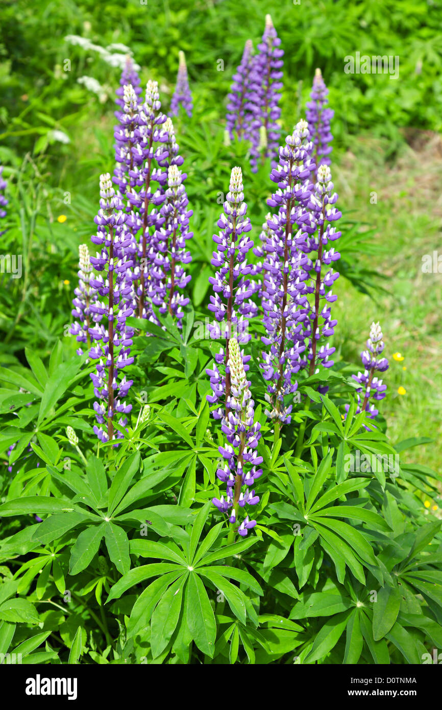 lupine Blumenfeld Stockfoto