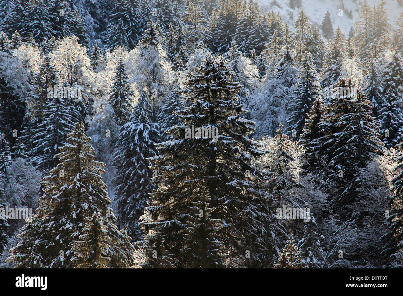Alpen, Bäume, Schnee, Schweiz, Europa, Sonne, Sonnenschein, Tanne, Tannen, Tannenholz, Holz, Wald, sonnig, Schnee, Schnee, Winter Stockfoto