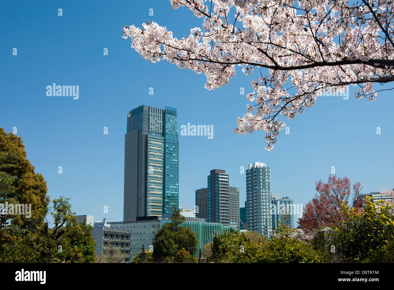 Japan, Asien, Urlaub, Reisen, Tokio, City, Tokyo, Skyline, Kirschblüten, Frühling, Baum Stockfoto