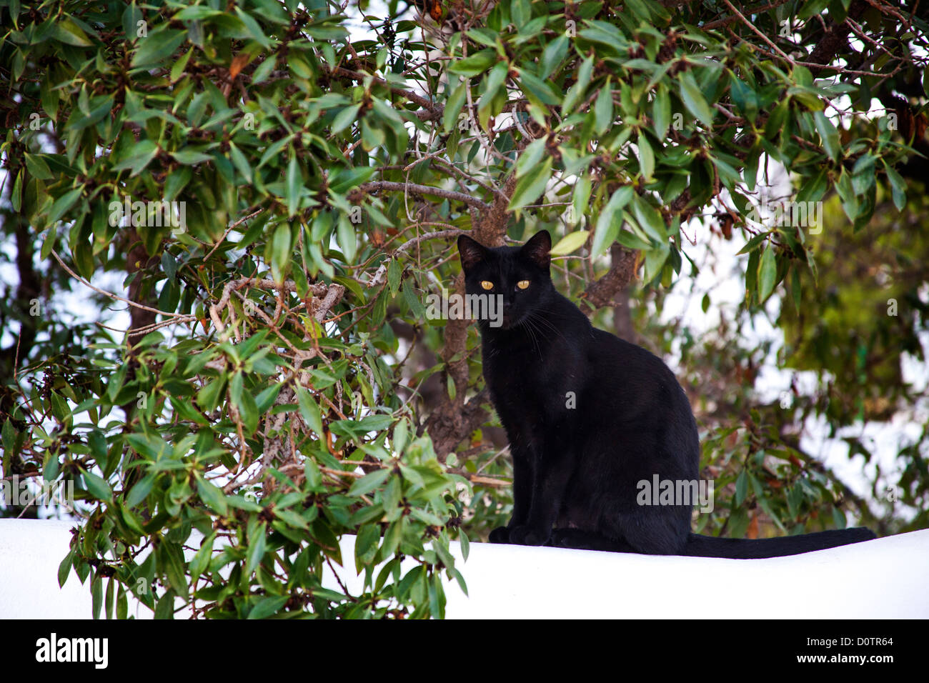 Schwarze Katze an der Wand Stockfoto