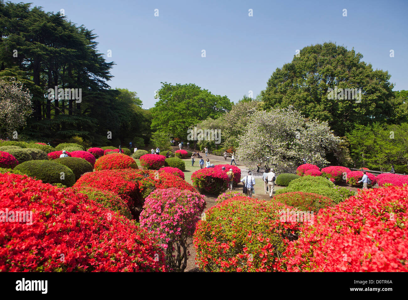 Japan, Asien, Urlaub, Reisen, Tokyo, Stadt, Shinjuku, Bezirk, Shinjuku, Gyōen, Gärten, Azaleen, Blumen, Farben, Park Stockfoto