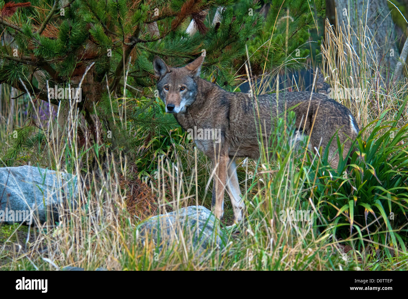 Red Wolf, Canis Rufus, Artenschutz, Wolf, Tier, USA, USA, Amerika, Wald Stockfoto