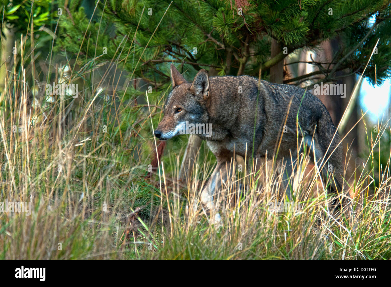 Red Wolf, Canis Rufus, Artenschutz, Wolf, Tier, USA, USA, Amerika, Wald Stockfoto