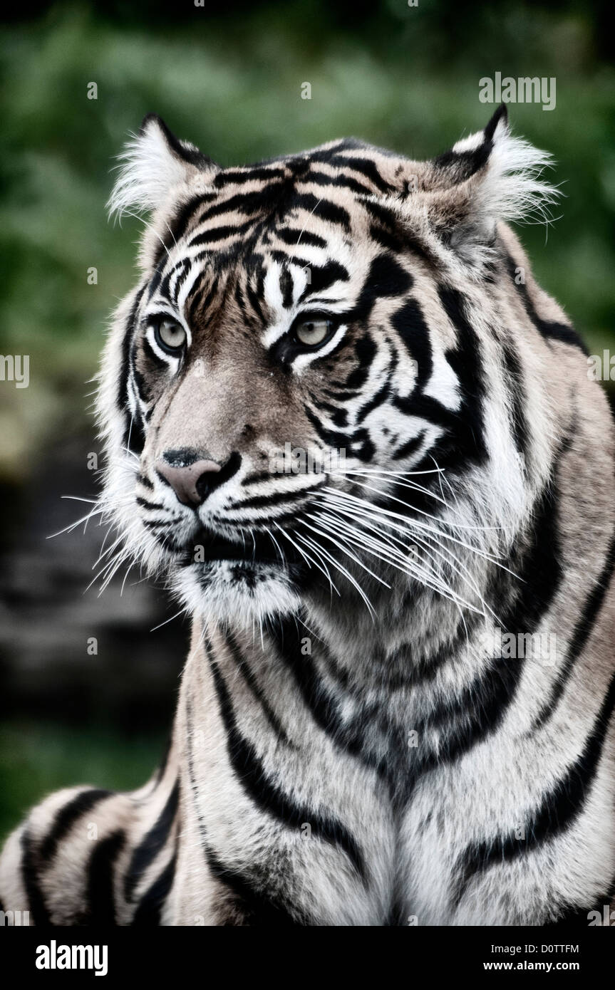 Sumatra Tiger, Tiger, Porträt, USA, USA, Amerika, Tier, Stockfoto