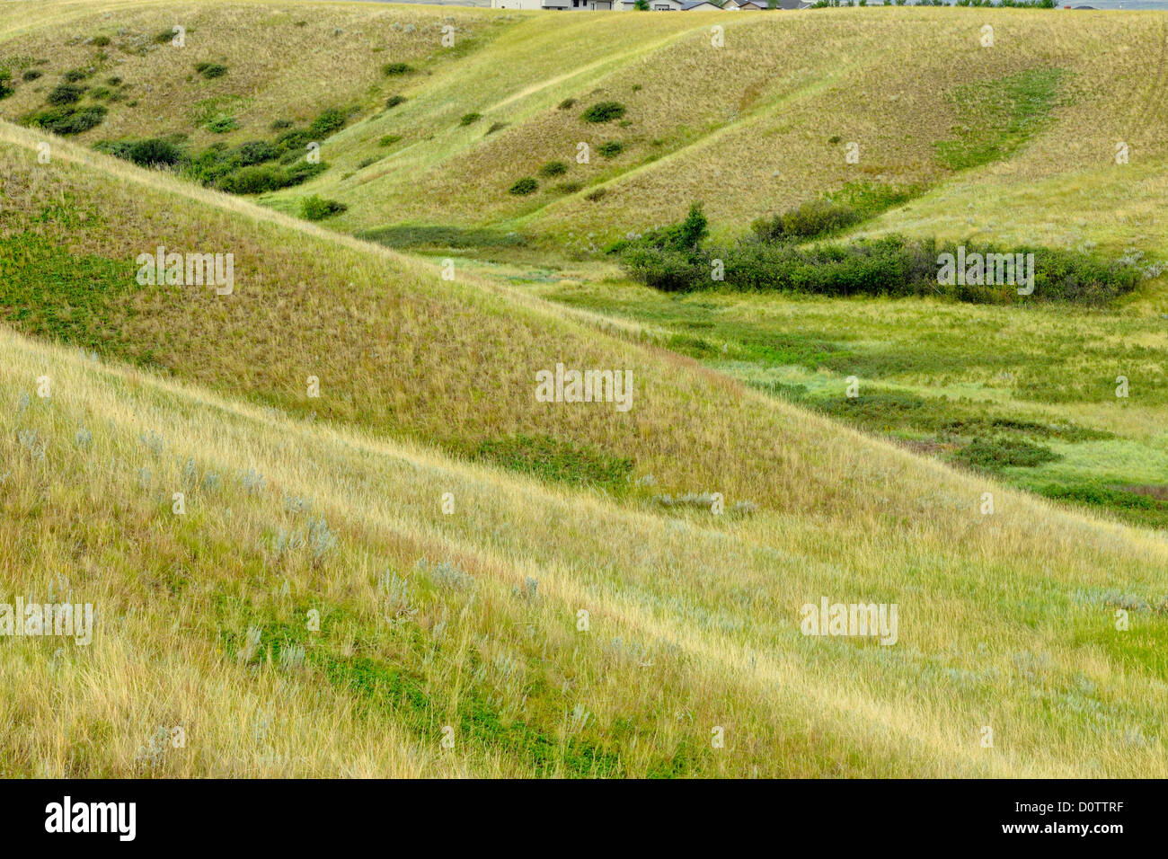 Prairie Coulee mit Gräsern und Pappeln im Spätsommer, Glasgow, Montana, USA Stockfoto