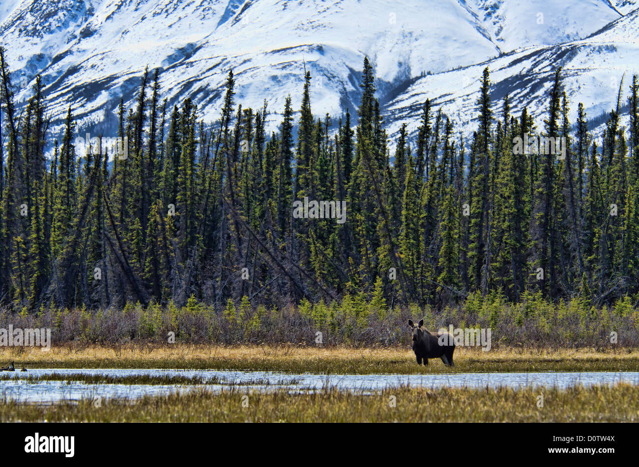Elch, Kluane National Park, Yukon, Kanada, Natur Stockfoto
