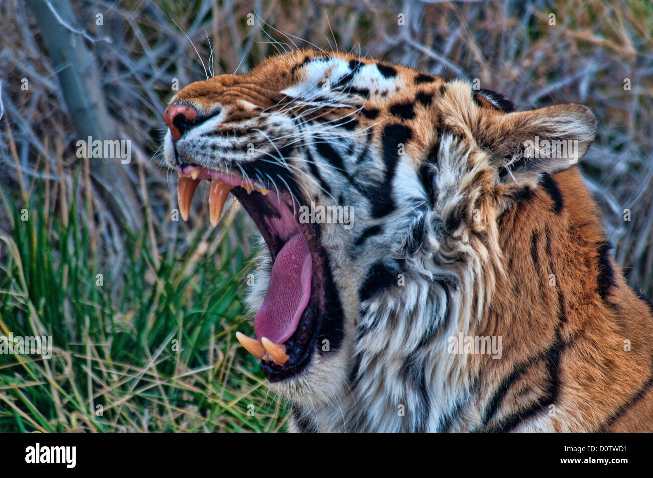 Tiger, Porträt, Panthera Tigris, Tier, Gähnen, Amerika, USA, Vereinigte Staaten Stockfoto