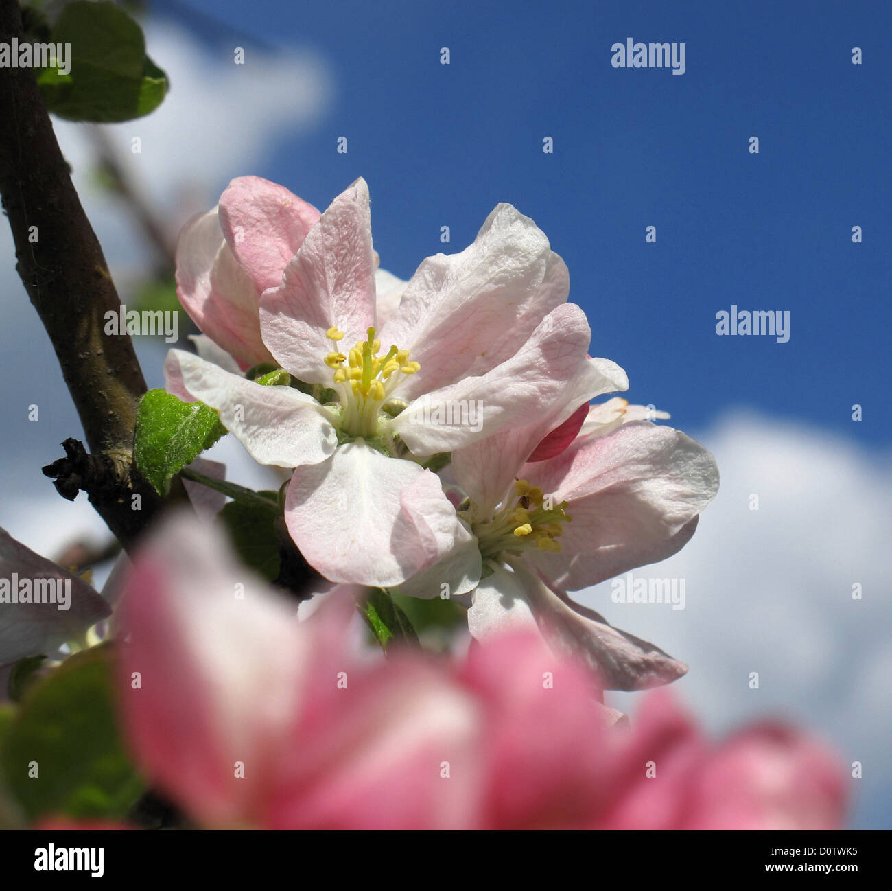 Deutschland, Europa, Niederlassung, Blüten, gedeihen, Apfelblüten, Detail, Himmel, blau, Wolken Stockfoto