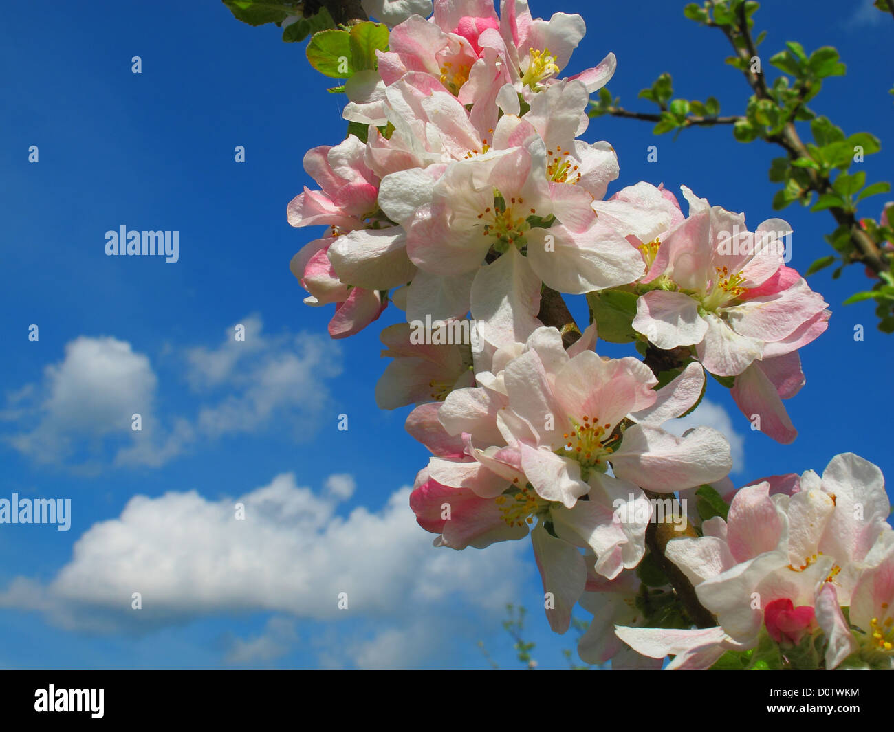 Deutschland, Europa, Fränkische Schweiz, Europa, Niederlassung, Blüten, gedeihen, Apfelblüten, Detail, Himmel, blau, Wolken Stockfoto