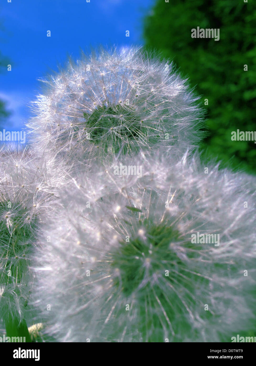 Blumen, Pflanzen, Löwenzahn, Pusteblumen, Saatgut Kopf, welken, Detail, Himmel, blau Stockfoto