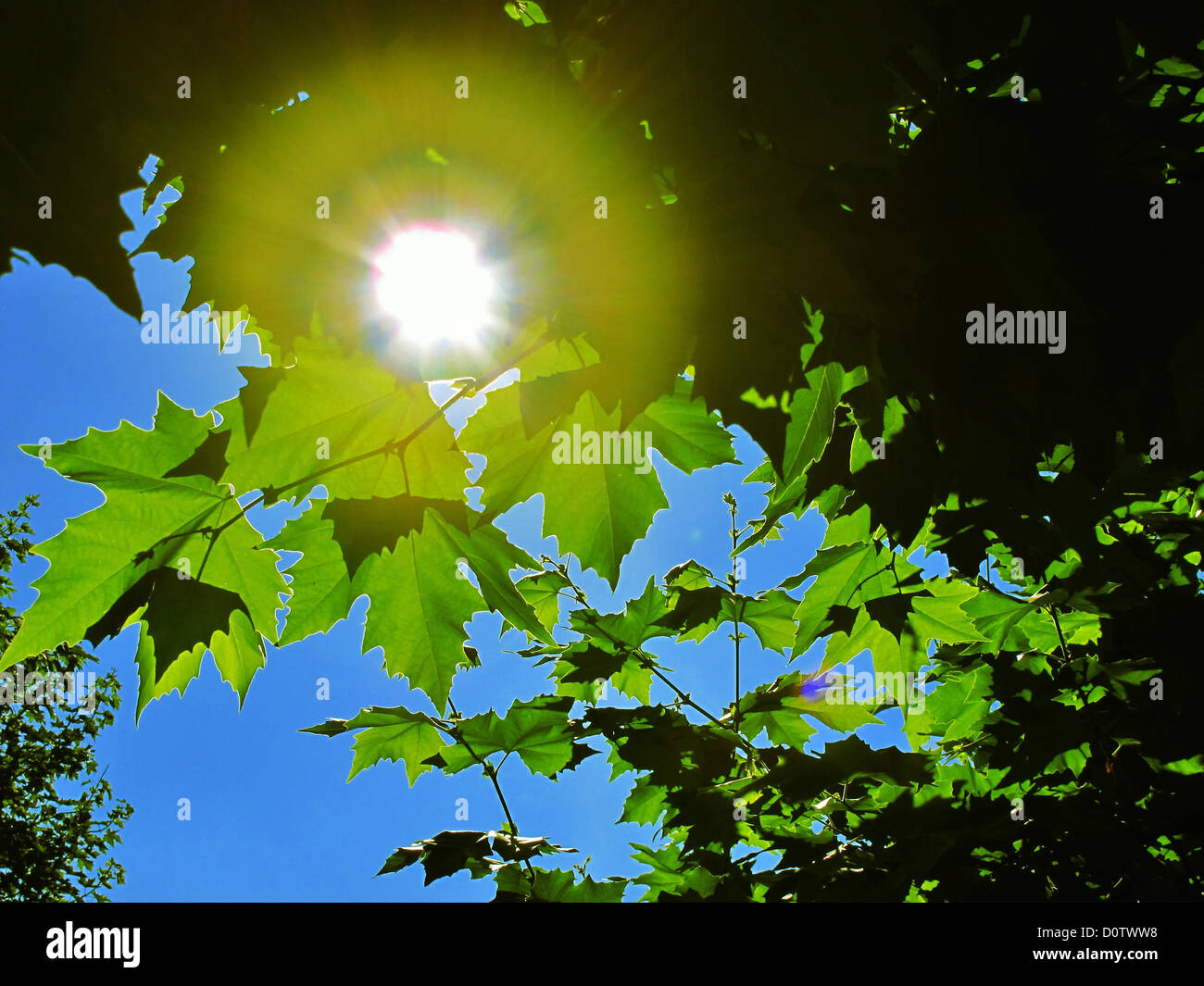 Baum, Platane, Blätter, Sonne, Licht, Strahlen, Strahlen, Gegenlicht, Himmel, blau Stockfoto