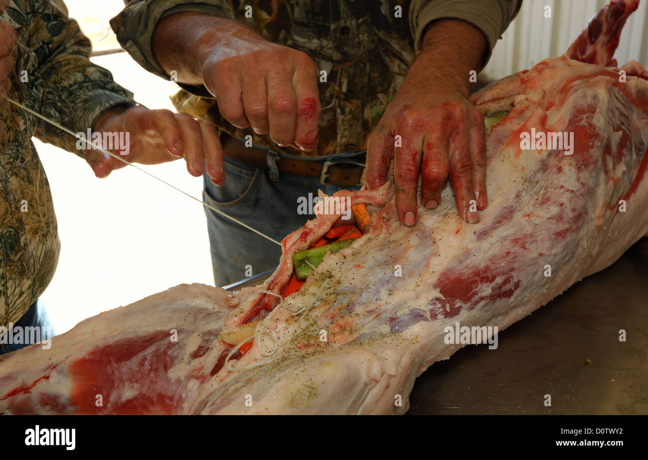Vorbereitung und kochen ein ganzes Wildschwein (feral Hog) in einer Grube über glühende Kohlen, Albany Texas Stockfoto