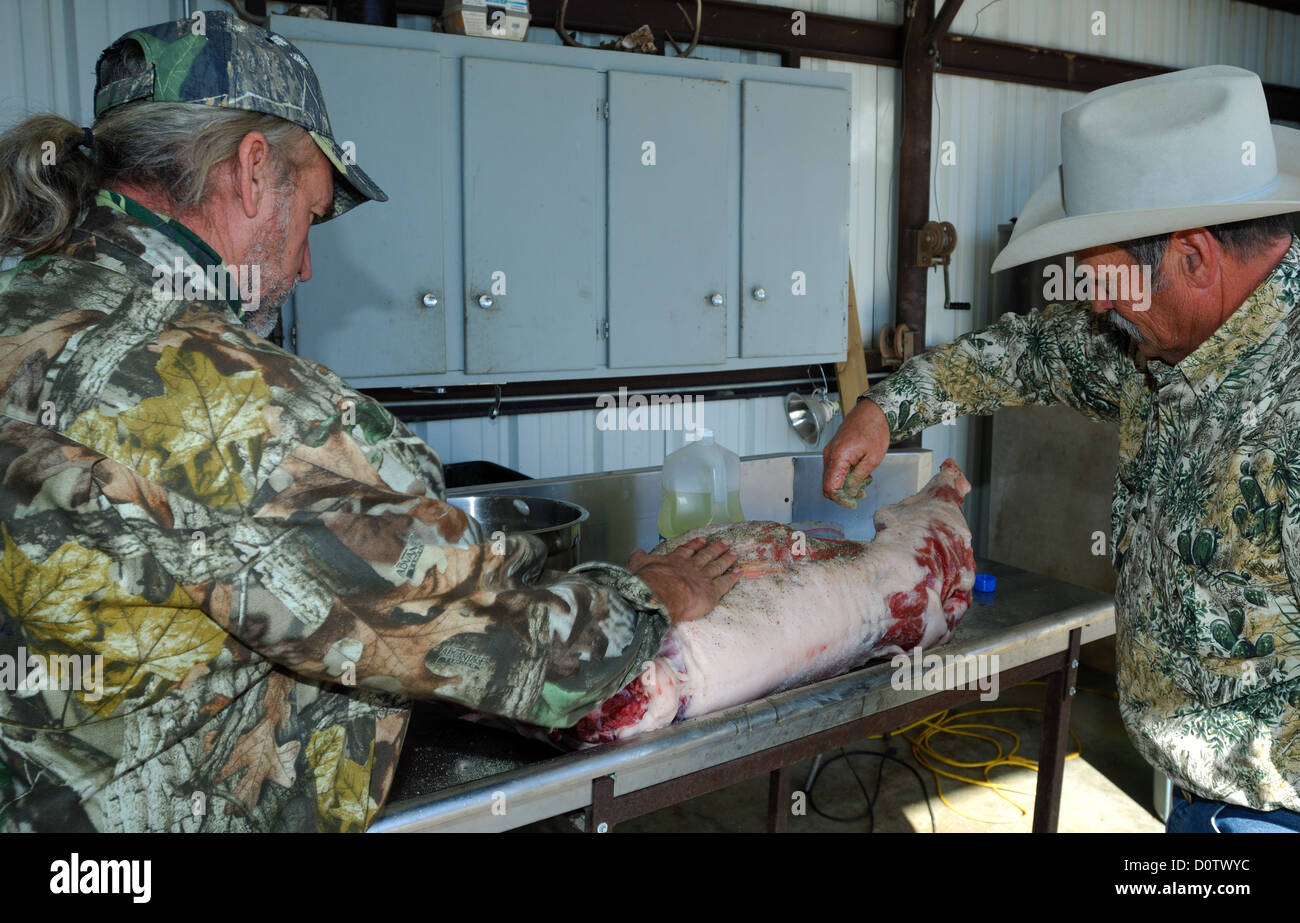 Vorbereitung und kochen ein ganzes Wildschwein (feral Hog) in einer Grube über glühende Kohlen, Albany Texas Stockfoto