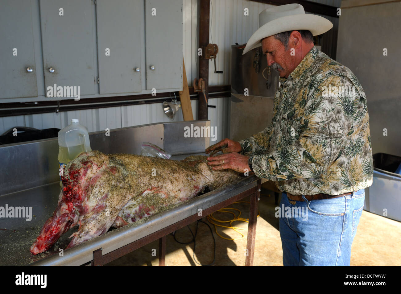 Vorbereitung und kochen ein ganzes Wildschwein (feral Hog) in einer Grube über glühende Kohlen, Albany Texas Stockfoto