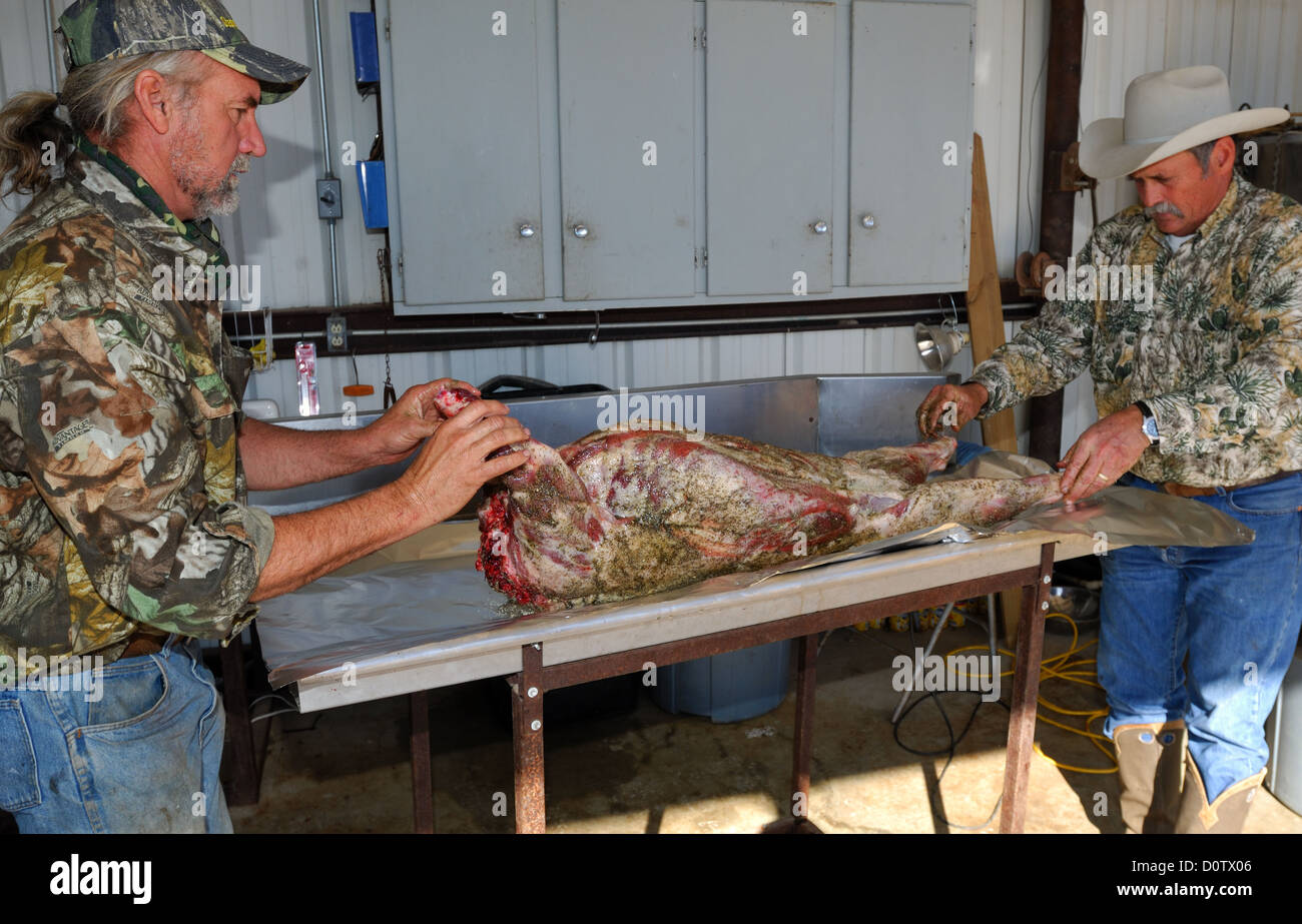 Vorbereitung und kochen ein ganzes Wildschwein (feral Hog) in einer Grube über glühende Kohlen, Albany Texas Stockfoto
