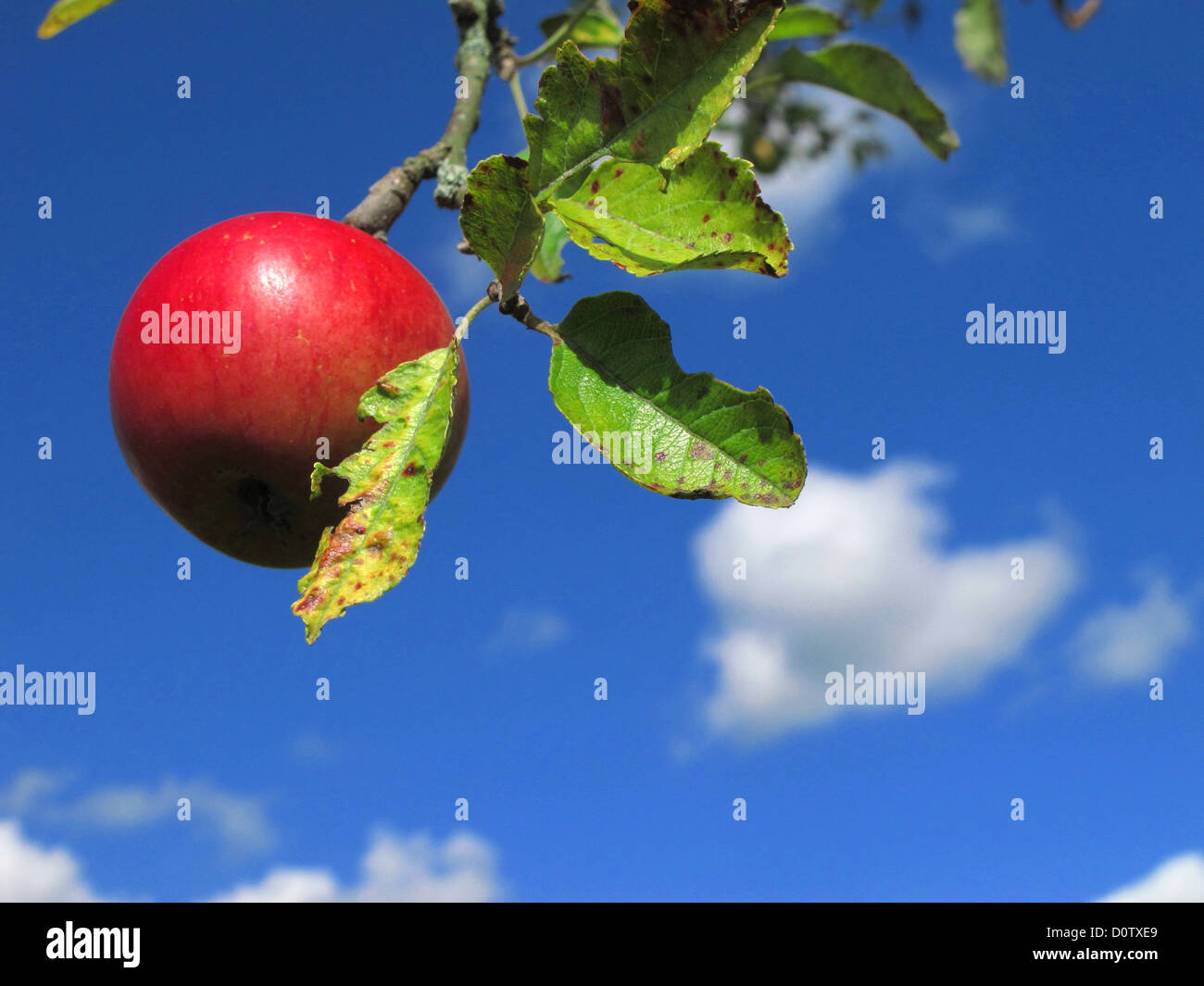 Zweig, Knoten, Zweig, Blätter, Apfel, rot, Frucht, reif, häufen, Himmel, blau, Wolken, Wolken, Stockfoto