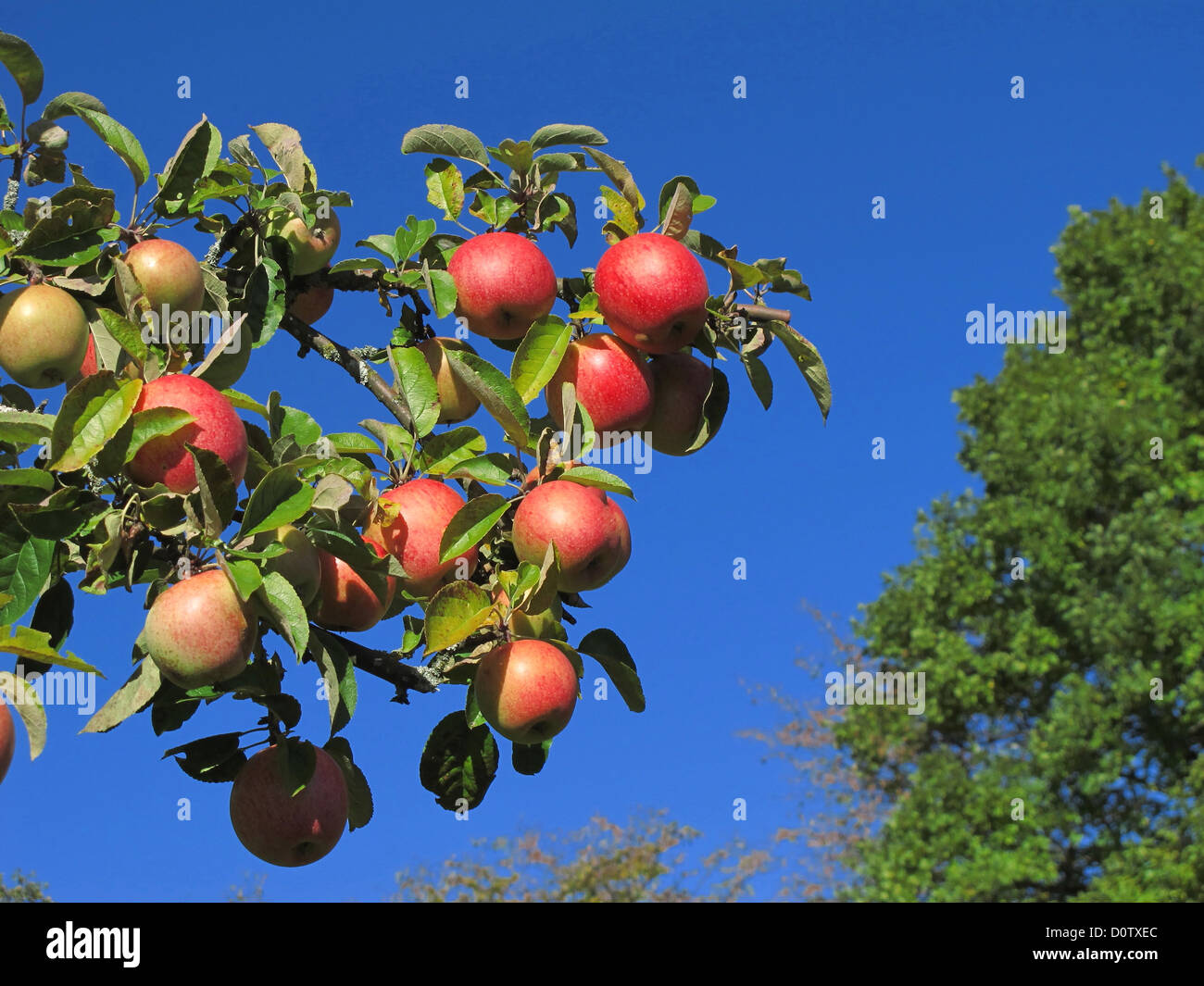 Zweig, Knoten, Zweig, Blätter, Äpfel, Früchte, Obst, Kernobst, rote, Reife, Himmel, blau, Landwirtschaft Stockfoto