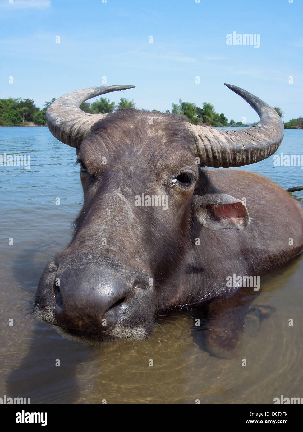 Laos, Asien, Don Det, Büffel, Wasserbüffel, Tier, Wasser, Fluss, Fluss, den Kopf Stockfoto
