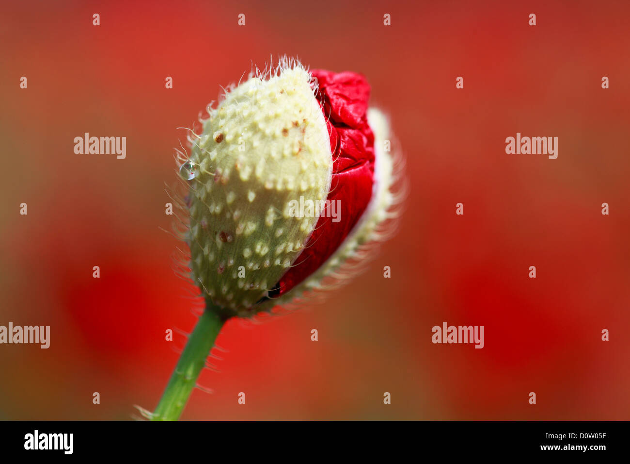 Blume, Entfaltung, Flora, Geburt, Sämling, roter Mohn, Makro, Mohn, close-up, neues, Papaver Rhoeas, Schweiz, Wachstum, zu entfalten Stockfotografie